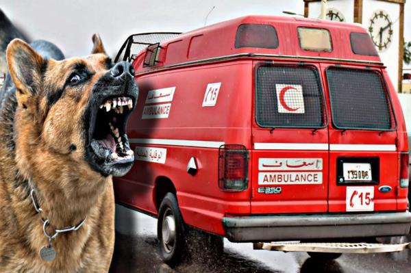 مؤلم.. كلب من صنف الـ"مالينوا" المحظورة ينهش جسد طفلة صغيرة بـ"الصخيرات"